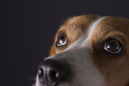 Close-up Shot Of Young Beagle Face.