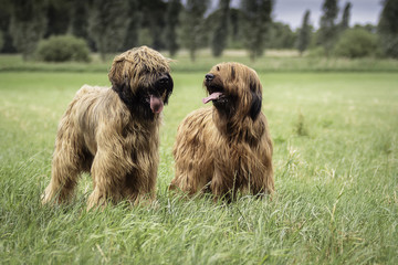 Zwei Briard H&uuml;tehunde stehen im gras.