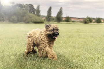 Fototapeta premium Laufender Briard!
