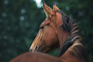 Portrait of a bay horse