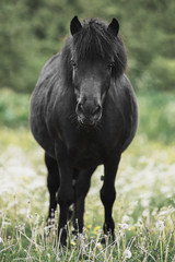 Obraz na płótnie Canvas Black Shetland pony