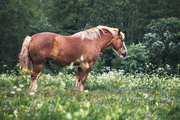 Cream horse on a flowering meadow