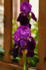 Burgundy iris flowers in the garden