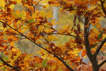Feuillage d'automne