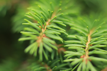 Soft green background of a fir tree branch, macro