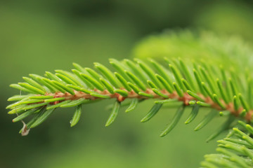 Soft green background of a fir tree branch, macro