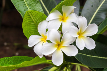 Beautiful plumeria flower in nature background.