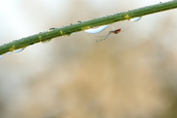 Araignée sur sa brindille