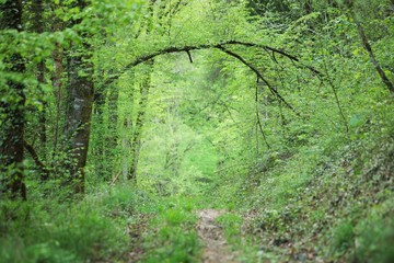 Pont végétale en forêt