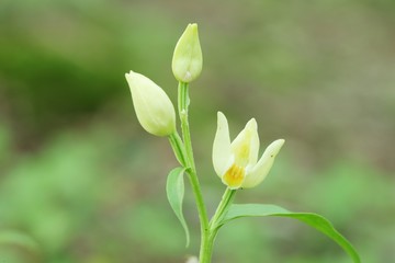 Orchidée céphalenthère de damas