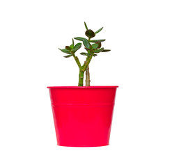 Crassula (money tree) in vivid pot isolated on white background