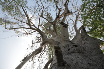 Baobab
