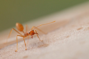 Fourmis à l'attaque
