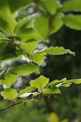 Feuille de hêtre au printemps