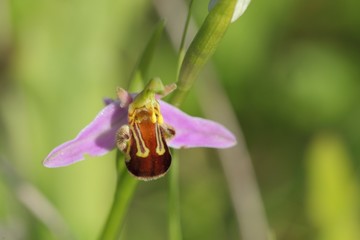 Orchidée abeille