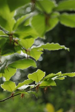 Feuille de h&ecirc;tre au printemps