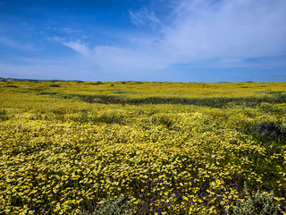 Flower field blooming in National park nature