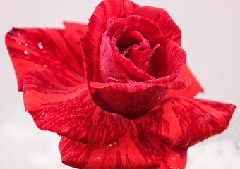 Large red rose  