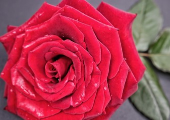 Large red rose  against the black background