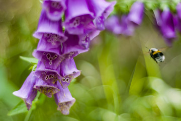 Naparstnica i Trzmiel, Digitalis purpurea i Bombus terrestris © Rafał Bachanek