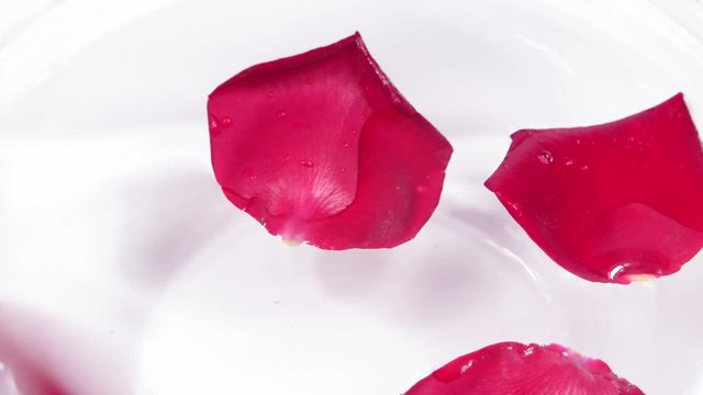 Petals of a red rose float  on a water surface