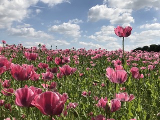 Blütenpracht - blühendes Mohnfeld im Sommer