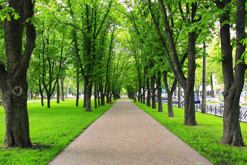 park with green trees