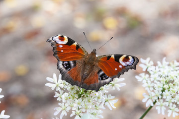Rusałka pawik, Aglais io.