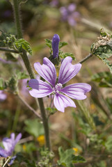Malva sylvestris