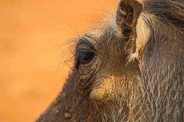 Little Pig in Zimbabwe Portrait