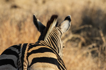 Zebra Krueger National Parc South Africa