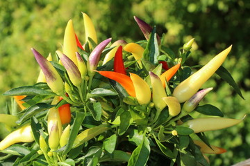 Nasch-Paprika, Balkon-Paprika, Capsicum Annuum, Mini-Paprikaschoten, milde Paprikasorte