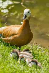 Mother red duck with her duckling near pond