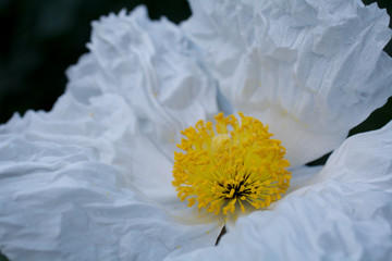 Obraz premium Closeup and selective focus on the center of a Matilija poppy, Romneya, flower, in nature in California, against dark background