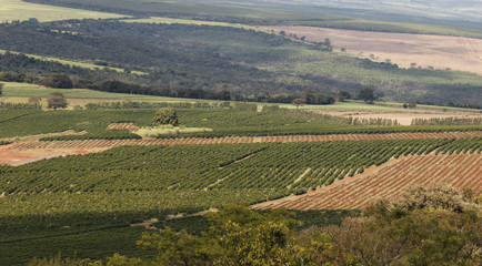 Fototapeta na wymiar Coffee plantation farm in the mountains landscape