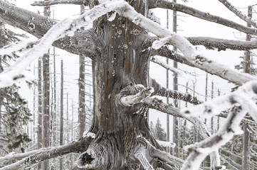 Uschnięte drzewo © Rafał Bachanek