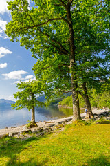 Fototapeta premium Loch Lomond at rowardennan, Summer in Scotland, UK