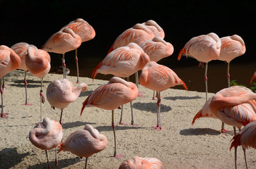 Obraz premium Sleeping Flamingos