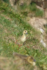 Duckling in the grass