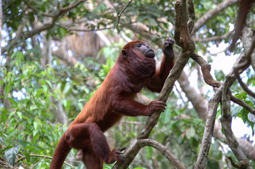 Obraz premium Angry monkey