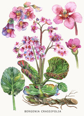Botanical watercolor illustration of a medicinal plant Bergenia. Isolated on a light background.