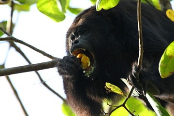 Black Howler Monkey eats a Cashew Fruit