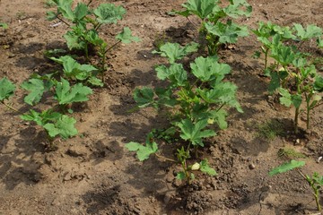 ホームガーデン・オクラ栽培