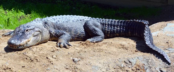 Photo sur Aluminium Crocodile Un alligator est un crocodilien du genre Alligator de la famille des Alligatoridae. Les deux espèces vivantes sont l& 39 alligato américain et l& 39 alligator chinois.