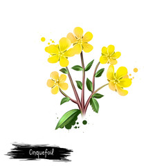 Digital art illustration of Cinquefoil isolated on white. Hand drawn flowering bush Potentilla. Colorful botanical drawing. Greeting card, birthday, anniversary, wedding. Graphic clip art design