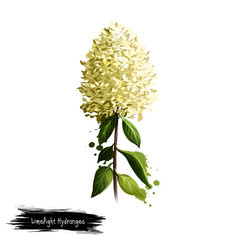 Digital art illustration of Limelight Hydrangea isolated on white. Hand drawn flowering bush of Hydrangeaceae family. Colorful botanical drawing. Greeting card, birthday, anniversary, wedding, holiday
