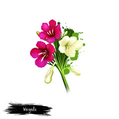 Digital art illustration of Weigela isolated on white. Hand drawn flowering bush of Caprifoliaceae family. Colorful botanical drawing. Greeting card, birthday, anniversary, wedding graphic clip art