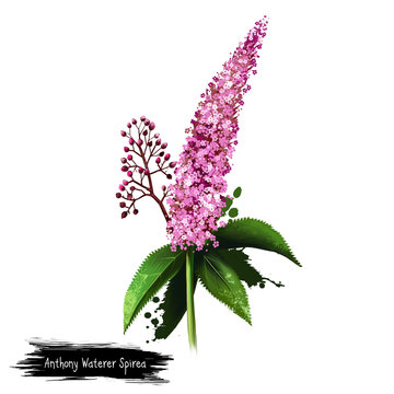 Digital art illustration of Anthony waterer spirea isolated on white. Hand drawn flowering bush of Rosaceae family. Colorful botanical drawing. Greeting card, birthday, anniversary, wedding clip art