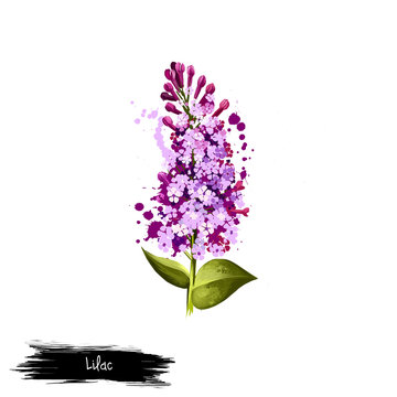 Digital art illustration of Common Lilac isolated on white. Hand drawn flowering bush Syringa vulgaris. Colorful botanical drawing. Greeting card, birthday, anniversary, wedding graphic clipart design
