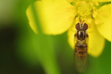 Big bee on beautiful yellow flower